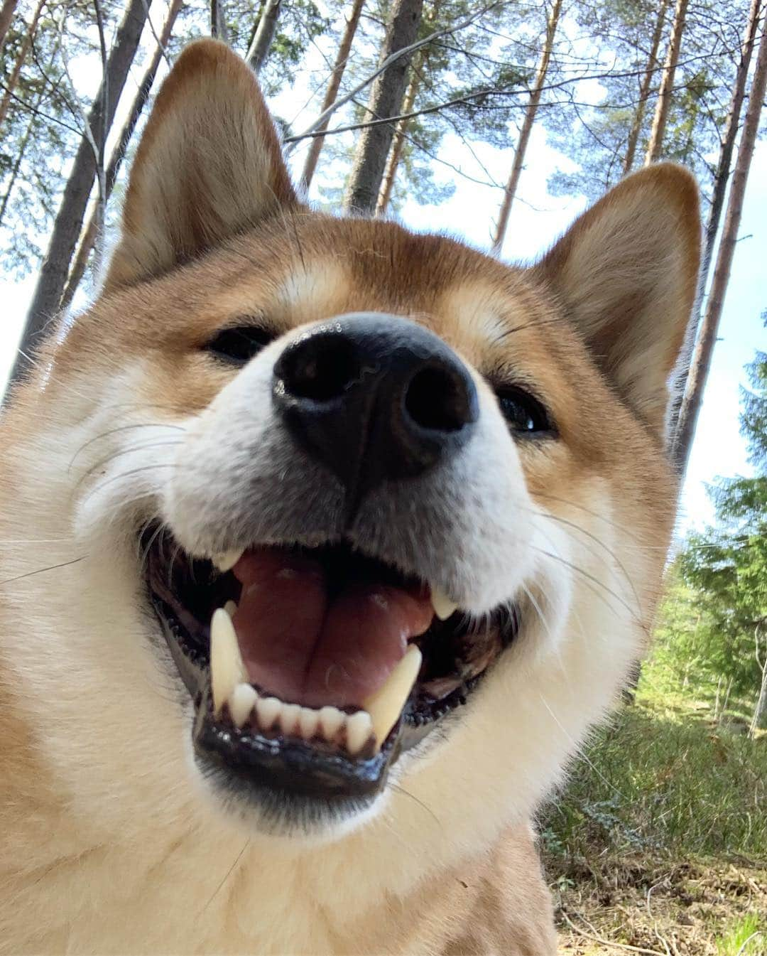 ?Fricko the Shiba Inu?さんのインスタグラム写真 - (?Fricko the Shiba Inu?Instagram)「We are here to deliver smile to hooman😁 Have a nice day😆 🐾 🐾 🐾 #FrickoandKeaton #🐶 #☀️ #shiba #shibainu #dog #柴犬 #赤柴 #黒柴  #adorable #shibalovers #shibaholics  #dogoftheday  #weeklyfluff #aww #dogstagram  #dogscorner #puppiesofinstagram #shibapuppy」4月21日 21時57分 - umigiva