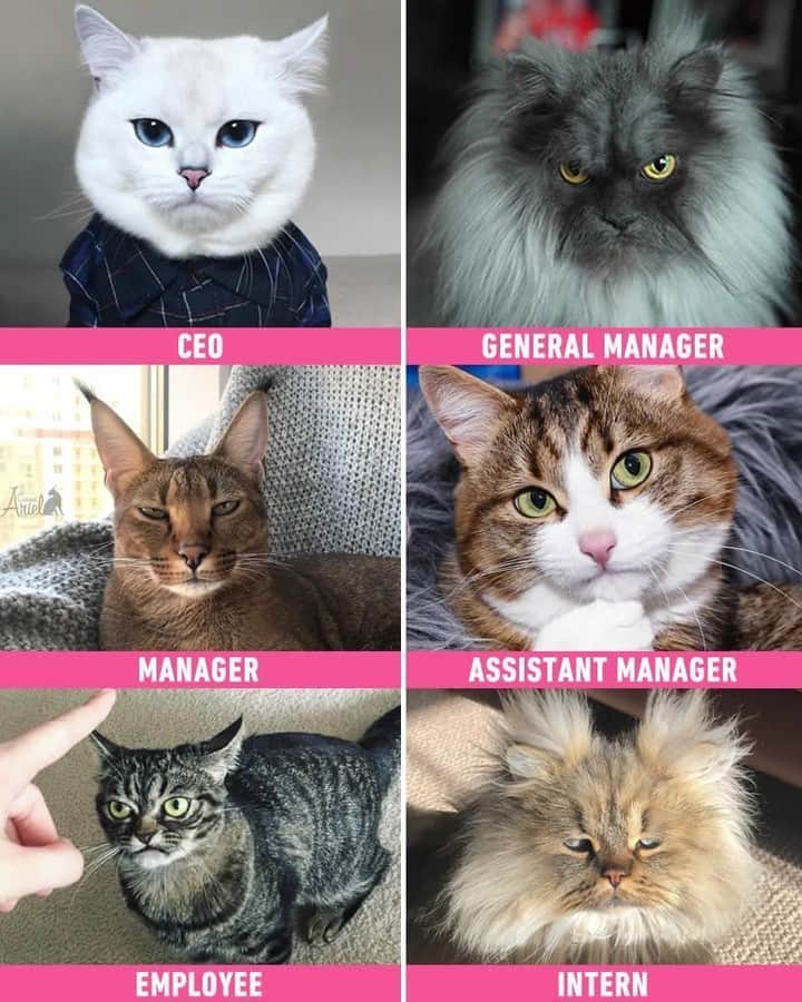 9GAGさんのインスタグラム写真 - (9GAGInstagram)「Which worker are you?⠀ ⠀ 📷@cobythecat⠀ @junotheangrycat⠀ @ariel.caracat⠀ @rexiecat⠀ @grumpy_kitzia⠀ @barnaby_persian⠀ ⠀ @meowed #meowed #company #9gag」4月21日 22時00分 - 9gag