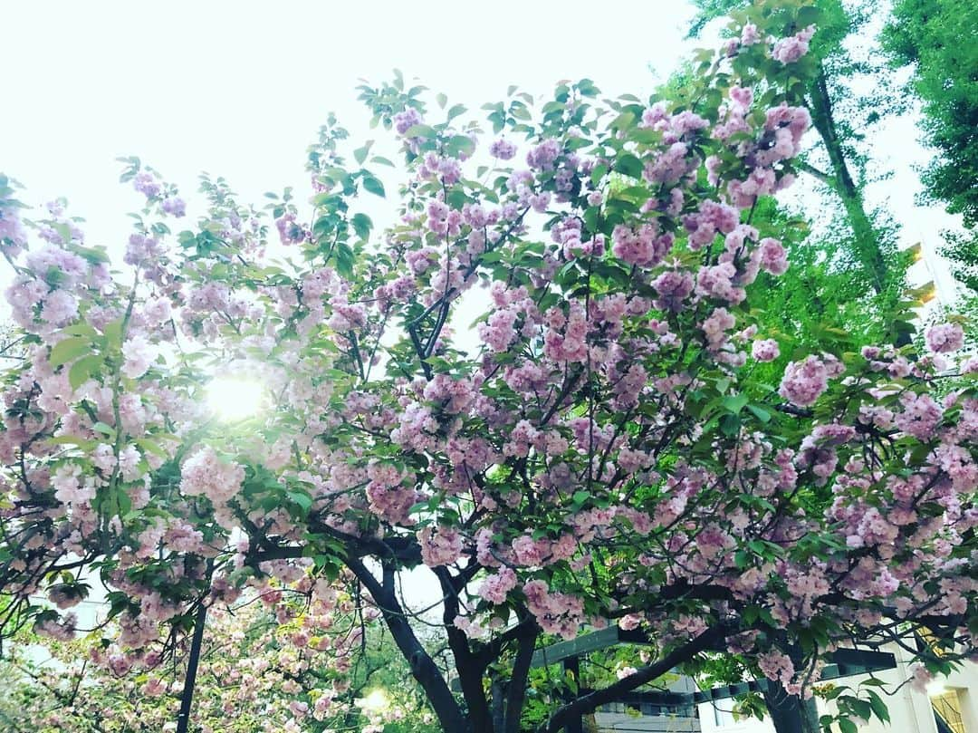 武田訓佳さんのインスタグラム写真 - (武田訓佳Instagram)「ふと通りがかりに満開だった🌸 八重桜。 緑とピンク、好き。 ・ ・ #春 #八重桜 #桜 #お花見 #散歩 #ジム帰り #ヘロヘロなりながら #癒されました #🌸 #💕」4月21日 22時17分 - kunika0117