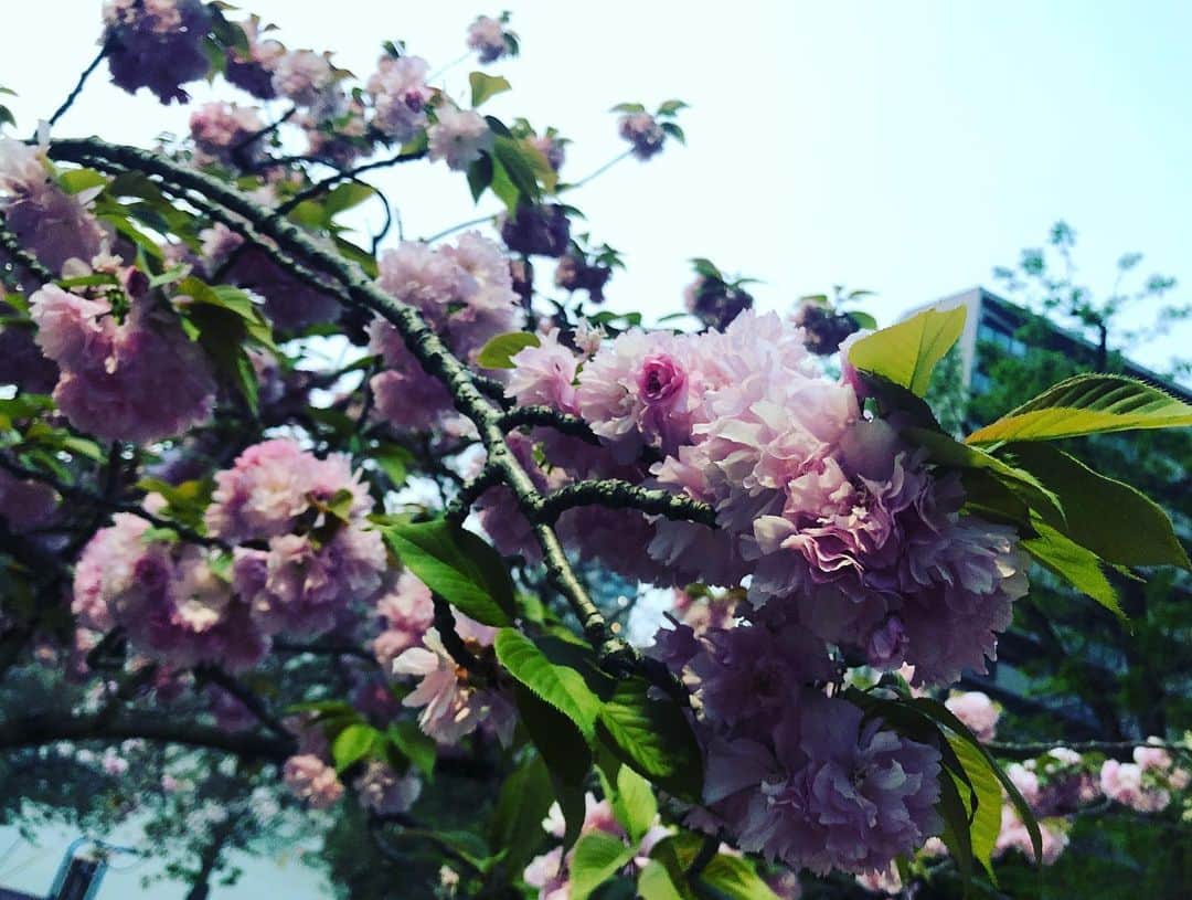武田訓佳さんのインスタグラム写真 - (武田訓佳Instagram)「ふと通りがかりに満開だった🌸 八重桜。 緑とピンク、好き。 ・ ・ #春 #八重桜 #桜 #お花見 #散歩 #ジム帰り #ヘロヘロなりながら #癒されました #🌸 #💕」4月21日 22時17分 - kunika0117