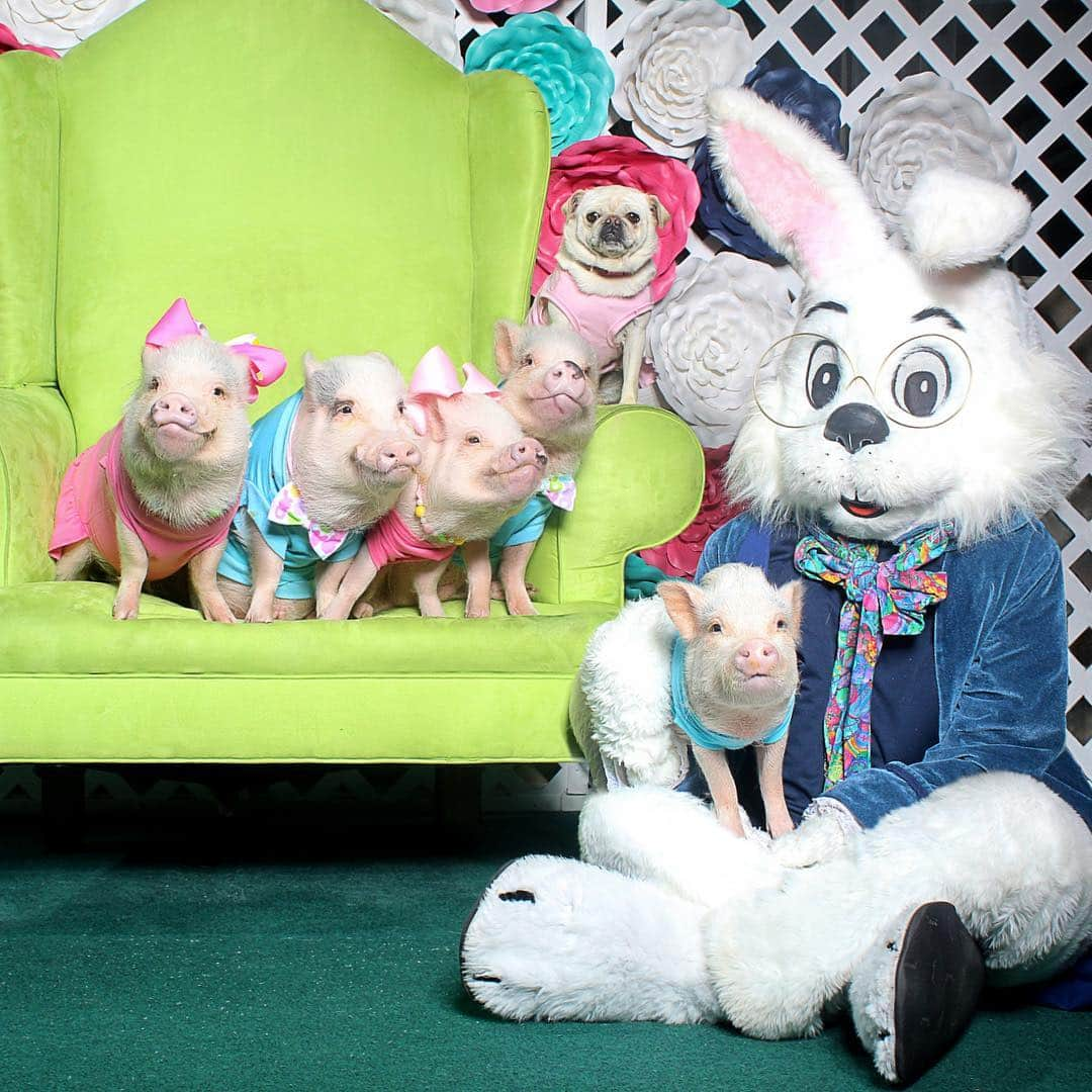 Priscilla and Poppletonさんのインスタグラム写真 - (Priscilla and PoppletonInstagram)「Bunny kisses and Easter wishes from our family to yours!🐷💕🐰💕🐶💕🐷💕🐰💕🐶 . Hope everyone has a wonderful day with family and friends. The Easter Bunny came, and we are having an egg hunt later and delivering carrots to all our farm friends. What are your plans?📷 @shoptheavenues #happyeaster #easterbunny #easterblessings #PiggyPenn #PoseyandPink #Pigtailthepug #PrissyandPop」4月21日 22時27分 - prissy_pig