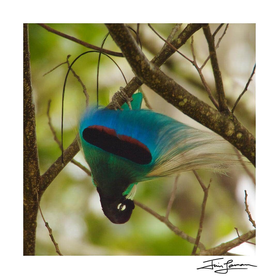 Tim Lamanさんのインスタグラム写真 - (Tim LamanInstagram)「Photo by @TimLaman.  No, I didn’t post this upside down!  In one of the most bizarre Bird-of-Paradise displays, the Blue Bird-of-Paradise hangs upside down and fans out his breast plumes to show off his bold pattern to a female above.  They do this very rarely however, and it took me a couple weeks just to catch this one display shot.  One thing that motivates me to work so hard to photograph the Birds-of-Paradise in the wild, is that this amazing group of birds are, I believe, the best possible ambassadors for the rain forests of New Guinea, which are critical for not only protecting biodiversity, but mitigating climate change. So help me spread the world about the importance of New Guinea’s rain forest by displaying a print of a Bird-of-Paradise of your own!  Join the team!  I’m now offering you a chance to purchase a signed print of this image, and a few other favorites, for just $100 through April 22.  Pair it with the right side up Blue bird, or another image.  See the link in my profile or go to www.timlamanfineart.com/square-birds-of-paradise to see the full selection. #birdsofparadise #birdofparadise」4月21日 22時22分 - timlaman