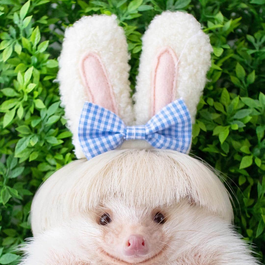 ダーシーさんのインスタグラム写真 - (ダーシーInstagram)「Happy Easter🦔〜🐣✨ ・ ・ ・ あれ⁉️イースター初参加かも🤔卵はなぜか持ってたけど🤣 @ayabribrick さんのうさぎさんコスチュームでおめかし🐰✨」4月21日 22時33分 - darcytheflyinghedgehog