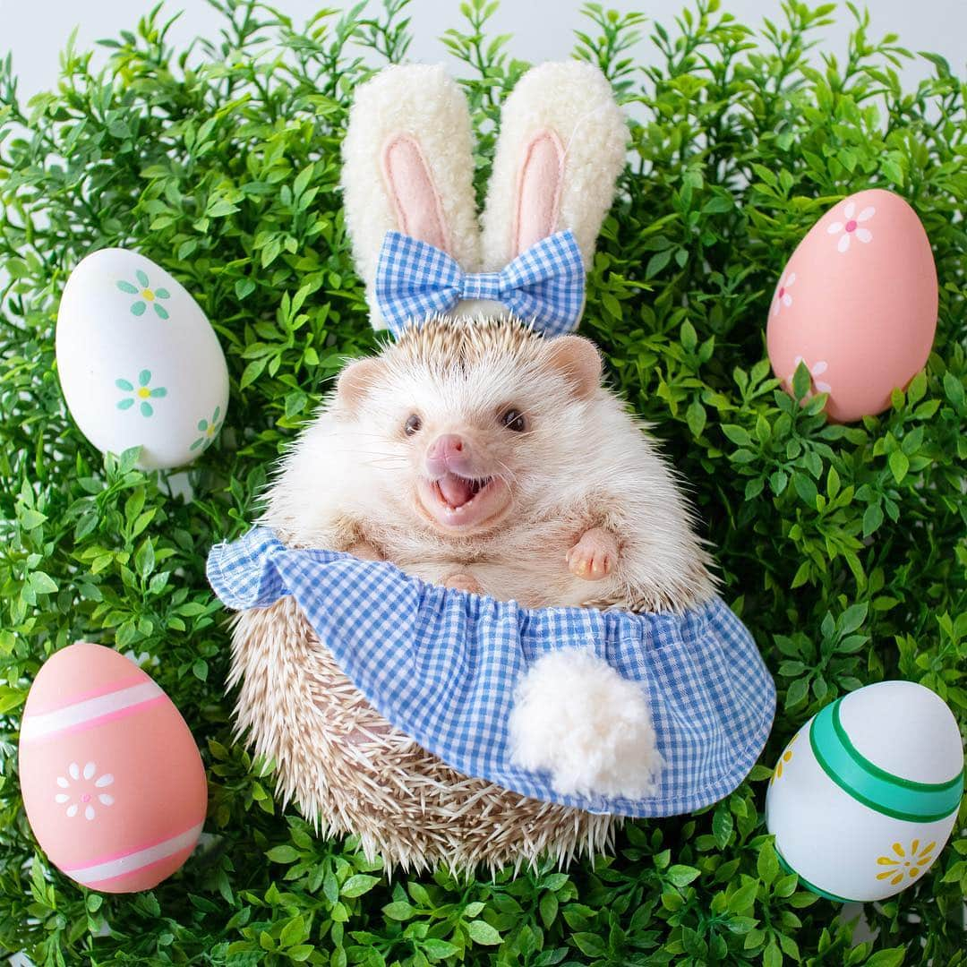 ダーシーさんのインスタグラム写真 - (ダーシーInstagram)「Happy Easter🦔〜🐣✨ ・ ・ ・ あれ⁉️イースター初参加かも🤔卵はなぜか持ってたけど🤣 @ayabribrick さんのうさぎさんコスチュームでおめかし🐰✨」4月21日 22時33分 - darcytheflyinghedgehog