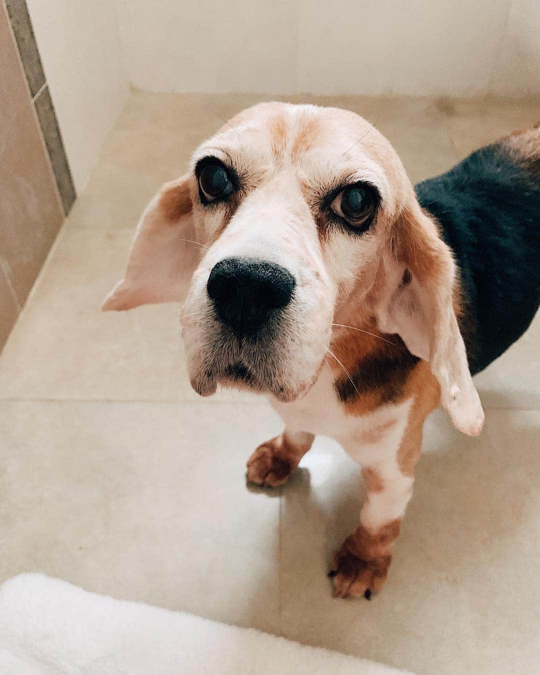 r_oseのインスタグラム：「Lucy Luu🦊〰️ #beagle #hound #bathday」