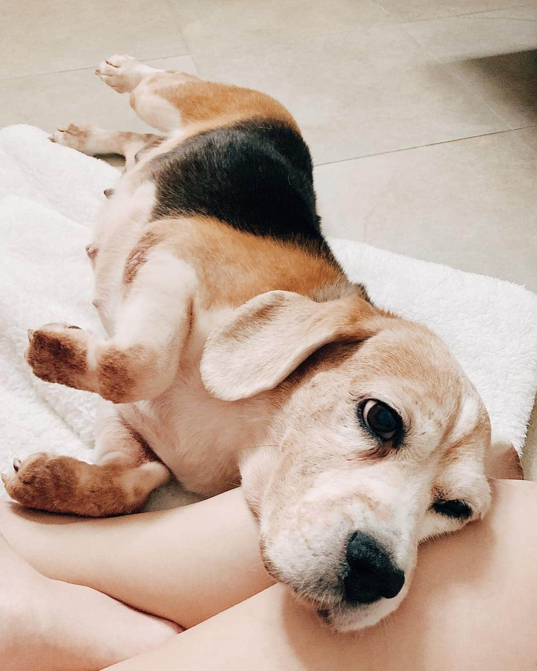 r_oseさんのインスタグラム写真 - (r_oseInstagram)「Lucy Luu🦊〰️ #beagle #hound #bathday」4月21日 23時01分 - r_ose