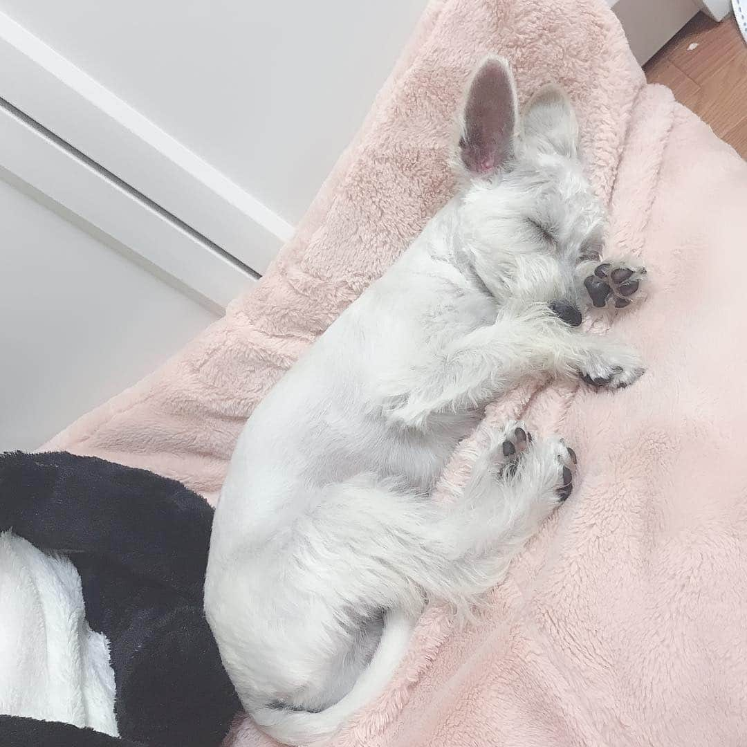 五比桐美憂のインスタグラム：「大きくなりました♡成長  #mix犬」