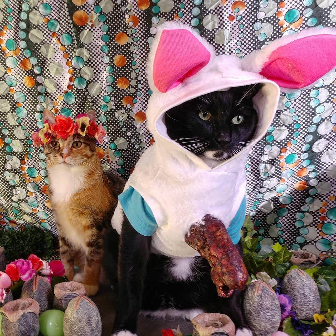 猫コスプレさんのインスタグラム写真 - (猫コスプレInstagram)「"Oh no, not again..." As a general rule of thumb, one should stick to chicken or domestic waterfowl eggs when organizing a hunt.  #HappyEaster! . . . . . . . . #Aliens #xenomorph #easter #catcostume #cutecats #bunnycostume #eastersunday #alien #chestburster #horror #scifi #cats #catmodel #FlowerCrown #cosplay #CatCosplay」4月21日 23時07分 - cat_cosplay