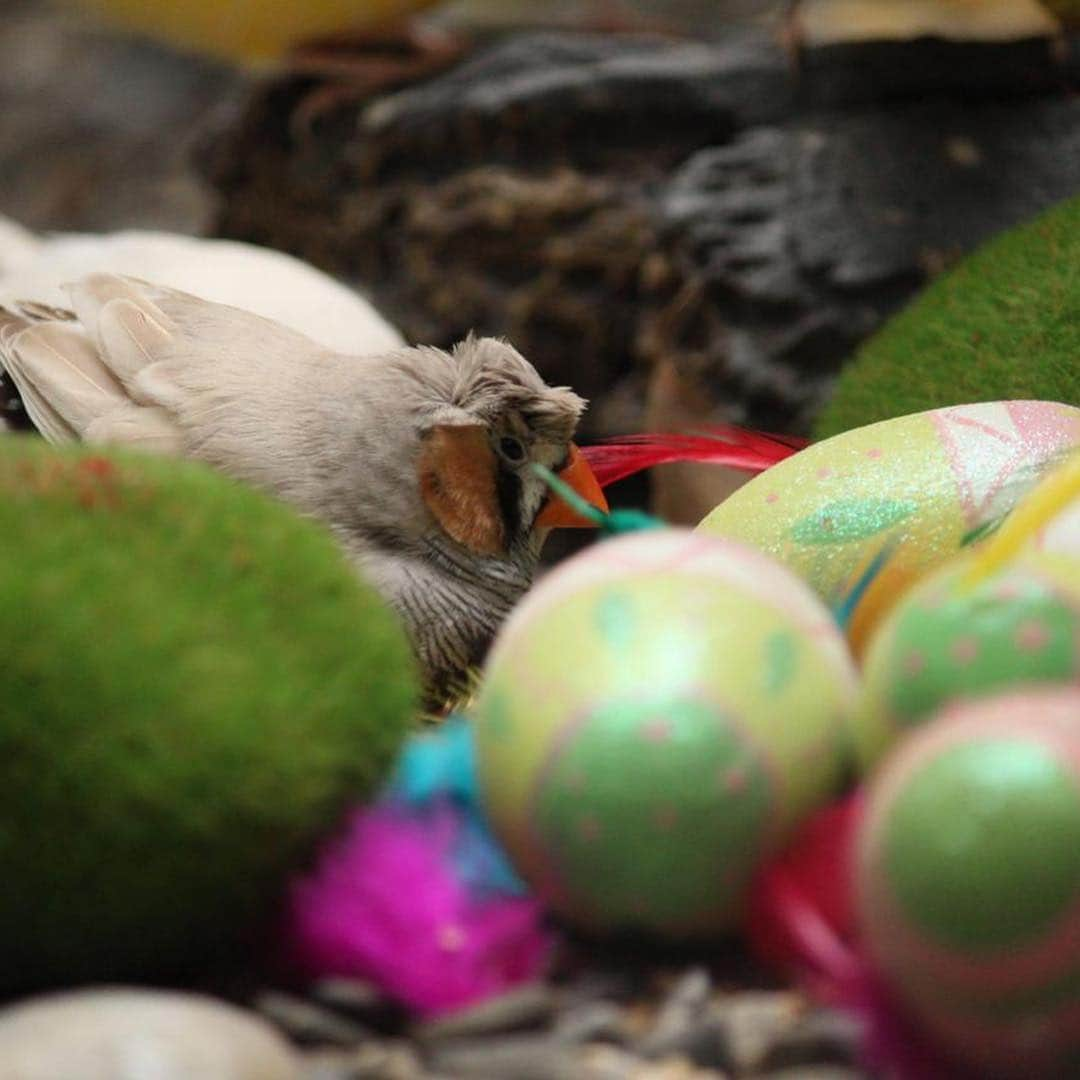 Black Jaguar-White Tiger さんのインスタグラム写真 - (Black Jaguar-White Tiger Instagram)「Rafa Tinajero’s Birds Love celebrating Easter :) @tinajeroayala」4月21日 23時08分 - blackjaguarwhitetiger