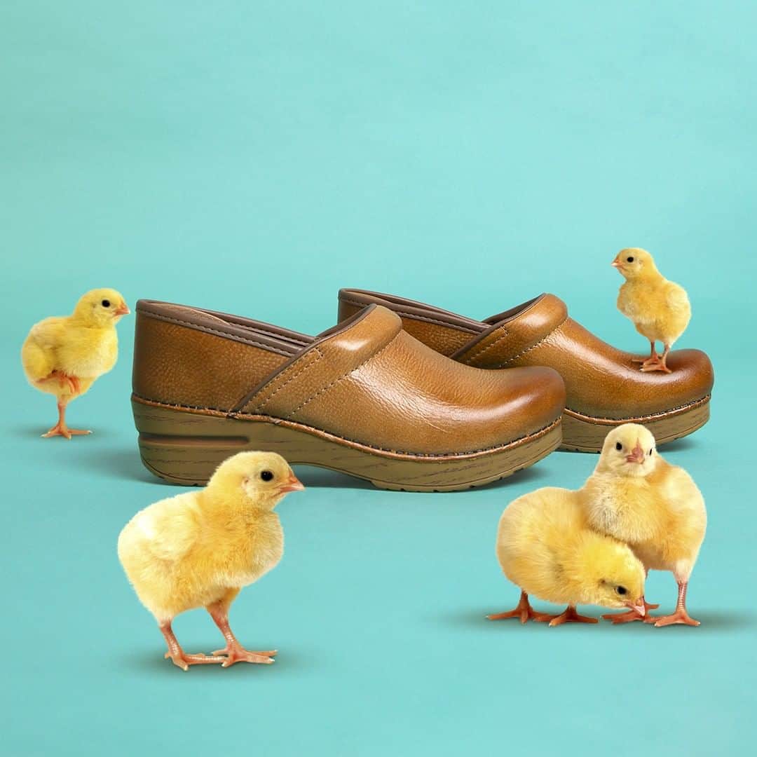 ダンスコのインスタグラム：「A clog for every chick. Happy Easter.」