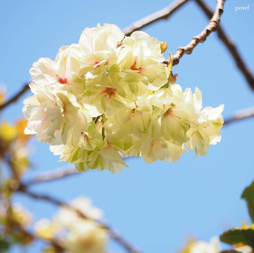 anemone_69のインスタグラム：「. #鬱金 #鬱金桜 #うこん #八重桜 #sakura #サクラ #桜 #cherryblossom . .」