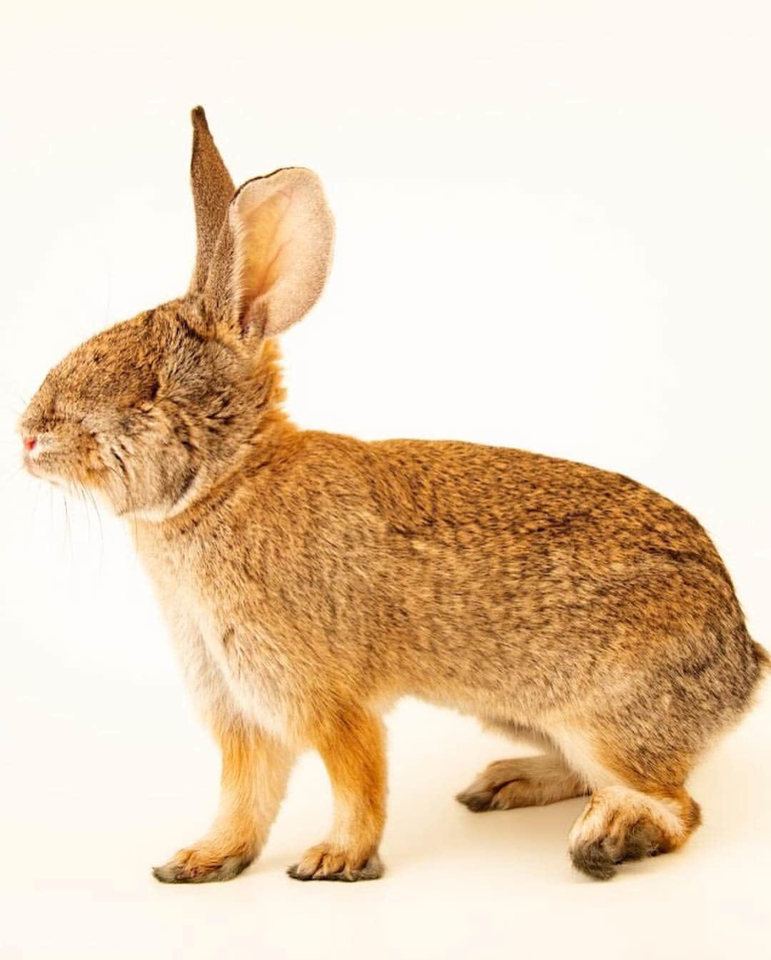 Joel Sartoreさんのインスタグラム写真 - (Joel SartoreInstagram)「During this Easter time, let's think about a little guy named Benjamin, a Los Angeles Basin brush rabbit. You can’t tell from the first photo, but Benjamin is one lucky bunny after having a dangerous encounter, likely with a cat. While the incident didn’t take his life, it did cost him an eye - an injury making it impossible for him to survive safely in the wild. Thankfully Benjamin made a full recovery and is happy and healthy at his home, @bigbearalpinezoo. To help rabbits like Benjamin, consider keeping your pet cats indoors whenever possible. There's safety advantages for the kitty as well with indoor cats running far less risk of injury or death from road accidents, fighting, and disease. And, when cats aren’t roaming, the local wildlife around you is free to flourish. Click the link in my bio to learn tricks on how to help your cat thrive at home! ​」4月21日 23時23分 - joelsartore