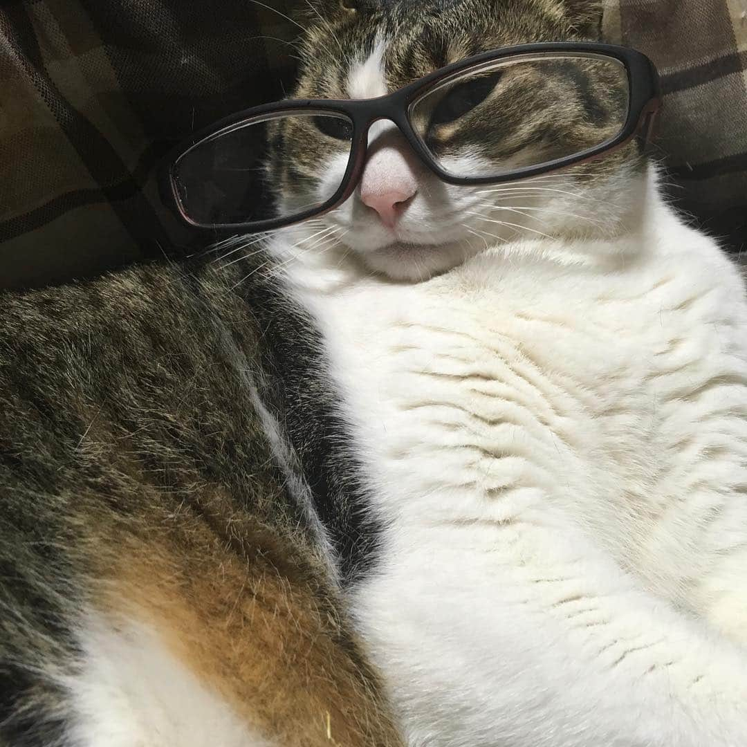 lululukululuさんのインスタグラム写真 - (lululukululuInstagram)「うちの子  kululu😸❣️ 眼鏡っちゅう物をかけてみた👓🕶 #ねこ#ネコ#猫#cat」4月21日 23時34分 - tajitajicat