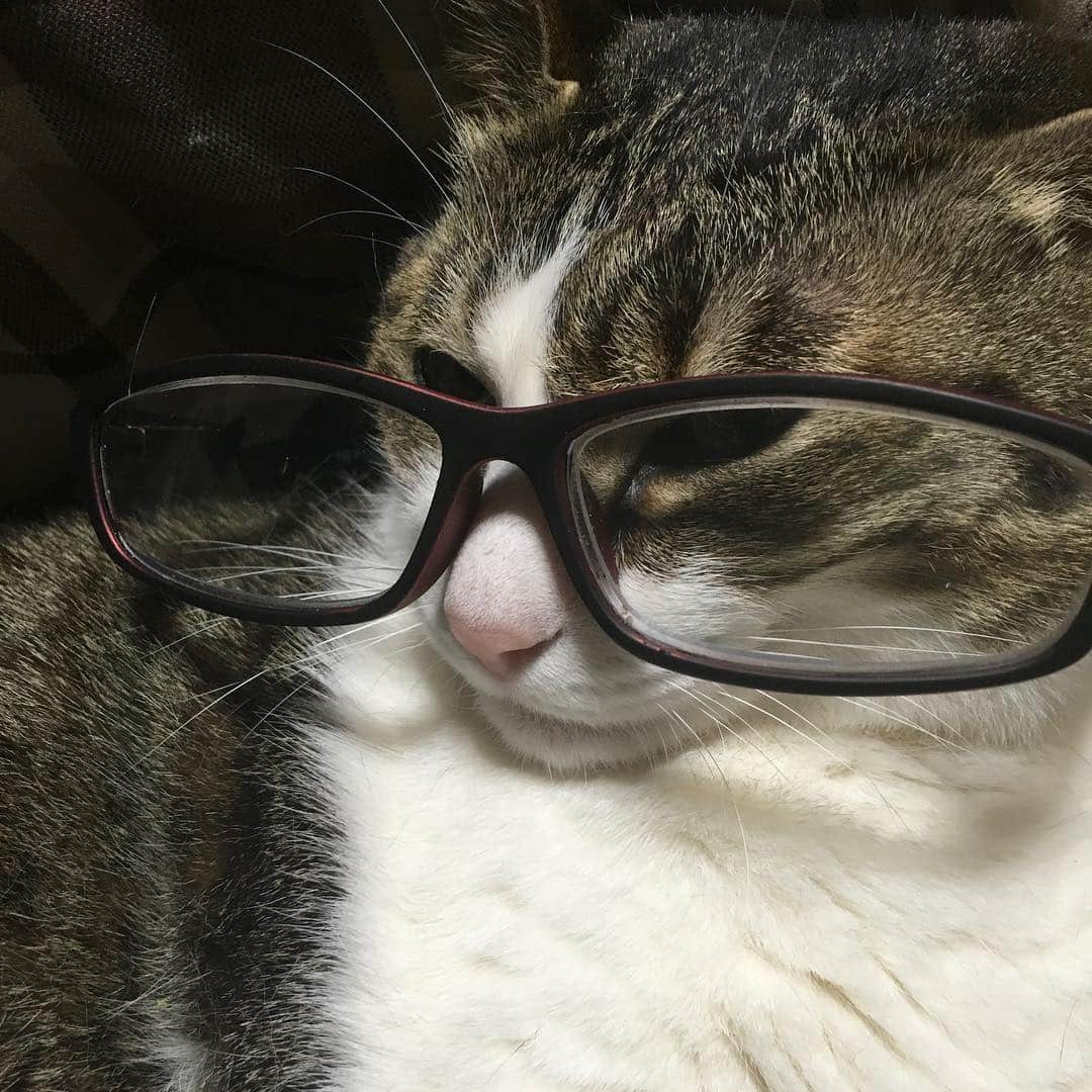 lululukululuさんのインスタグラム写真 - (lululukululuInstagram)「うちの子  kululu😸❣️ 眼鏡っちゅう物をかけてみた👓🕶 #ねこ#ネコ#猫#cat」4月21日 23時34分 - tajitajicat