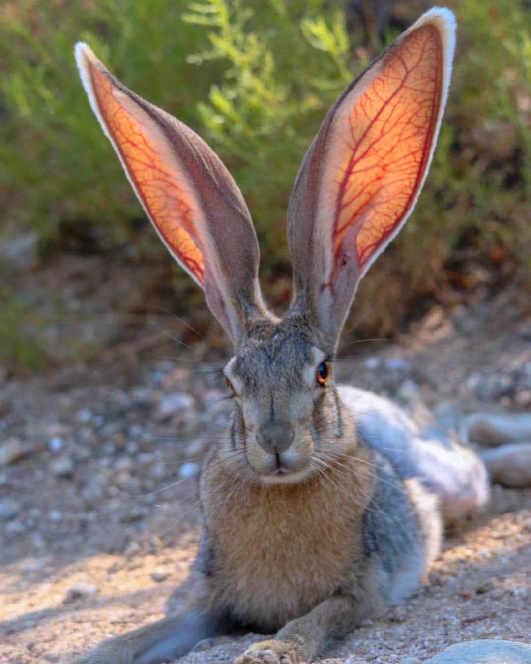 Discoveryさんのインスタグラム写真 - (DiscoveryInstagram)「“I'm just hare to tell everybunny to have a great day. 🐰 . . The ‘Antelope Jackrabbit’ has extremely large ears that make up about a third of its total body length. These ears not only provide the jackrabbit with excellent hearing but the long appendages also help regulate its body temperature. Notice how the blood vessels in his ears have expanded? Spread ears and summer breezes help cool the rabbit’s blood. During the winter, these ears are held against the body and the blood vessels constrict so they lose less heat to the cold air." 📸 by Mario Martinez (@pachucos_art) . . . . #SundayFunday #Easter #Easter2019 #HappyEaster #bunny #EasterBunny #travel #nature #potd #spring #rabbit #antelopejackrabbit #jackrabbit」4月21日 23時46分 - discovery