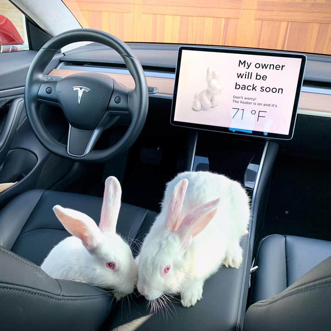 Teslaさんのインスタグラム写真 - (TeslaInstagram)「🐰 Mode  Photos by @kristinabunny and @minimal_duck」4月21日 23時45分 - teslamotors