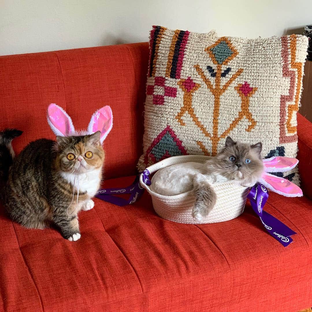 Tinaのインスタグラム：「Bunnies are on the loose! 🐰🥕 Happy Easter!🐣」