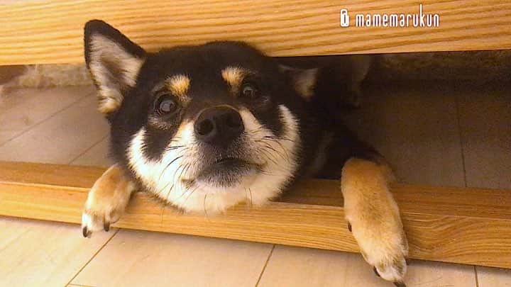 まめ丸のインスタグラム：「* * まだねたくないから ソファの下にたてこもってるぼく🐶🛋 * hide-and-seek♪ I hid under the sofa🐶💓 * #だってねたらおやすみおわっちゃうんだもん🐶💦 #ソファの位置かえたからいつもと反対側からひょっこり #ソファの下のまめ丸 シリーズ * #柴犬#豆柴#柴#黒柴#犬#ふわもこ部#いぬのきもち部#shiba#shibainu#shibastagram#shibadog#puppy#instadog#dogstagram#dog#instashiba#petstagram#pet#cutepetclub#강아지#멍스타그램#doglover#ilovemydog#weeklyfluff#まめ丸かくれんぼ」