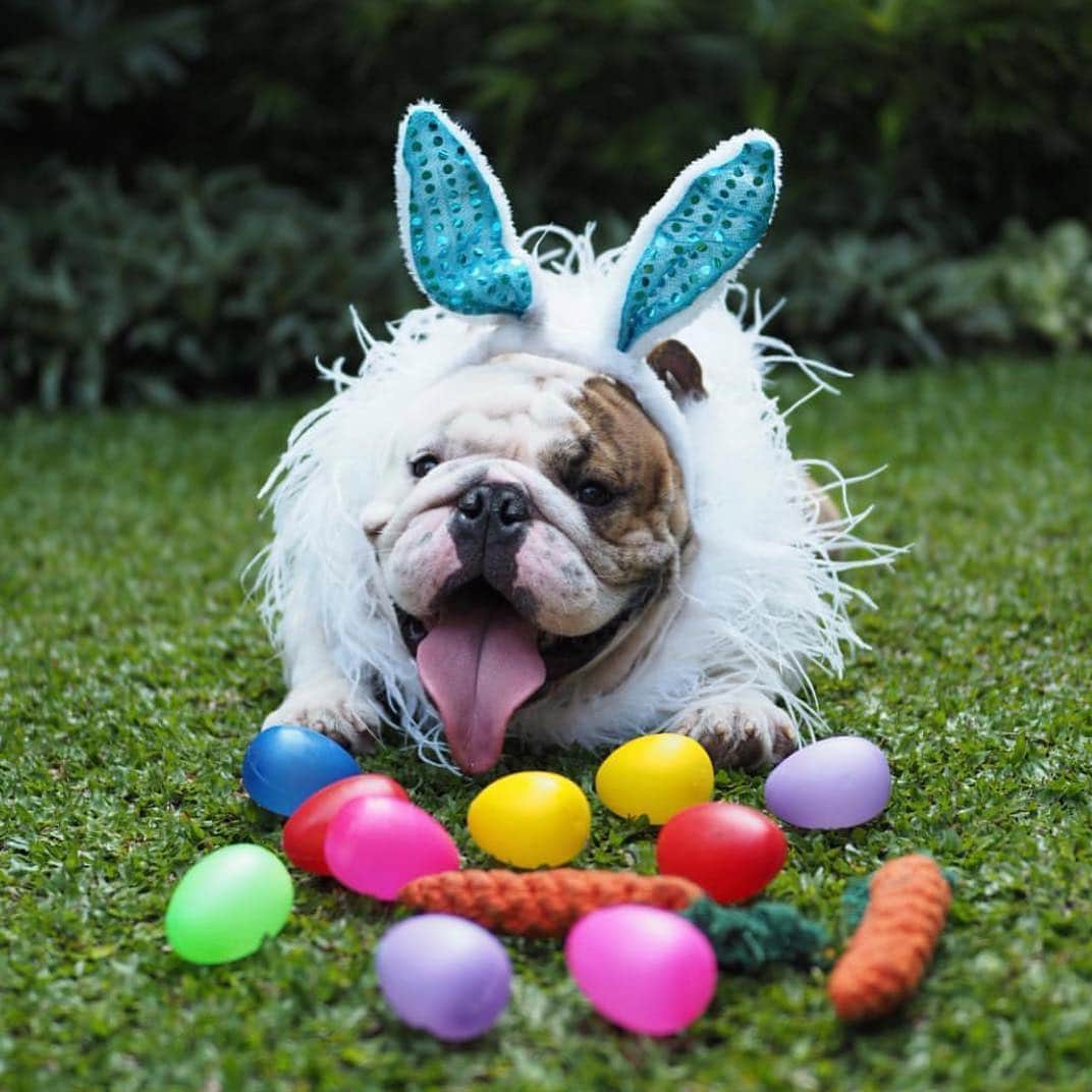 Bodhi & Butters & Bubbahさんのインスタグラム写真 - (Bodhi & Butters & BubbahInstagram)「Hoppy Easter my loves!  Today I’ll be sharing some of our favorite #easter #bulldog #puppies so be sure to tag #bulldogstuffbesties for a chance to be featured 💕🐶🥂 and be sure to check back tomorrow for a big #giveaway 😍 . . . . #love #beautiful #dogsofinstagram @bull_shaq」4月22日 0時03分 - keonistuff