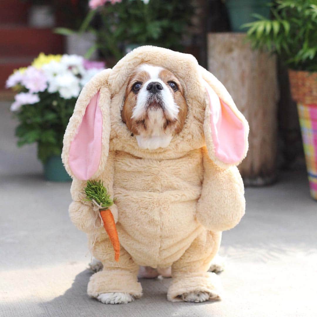 DogsOf Instagramのインスタグラム：「“Favorite way to eat carrots, via cake” writes @maplefloral  #dogsofinstagram」