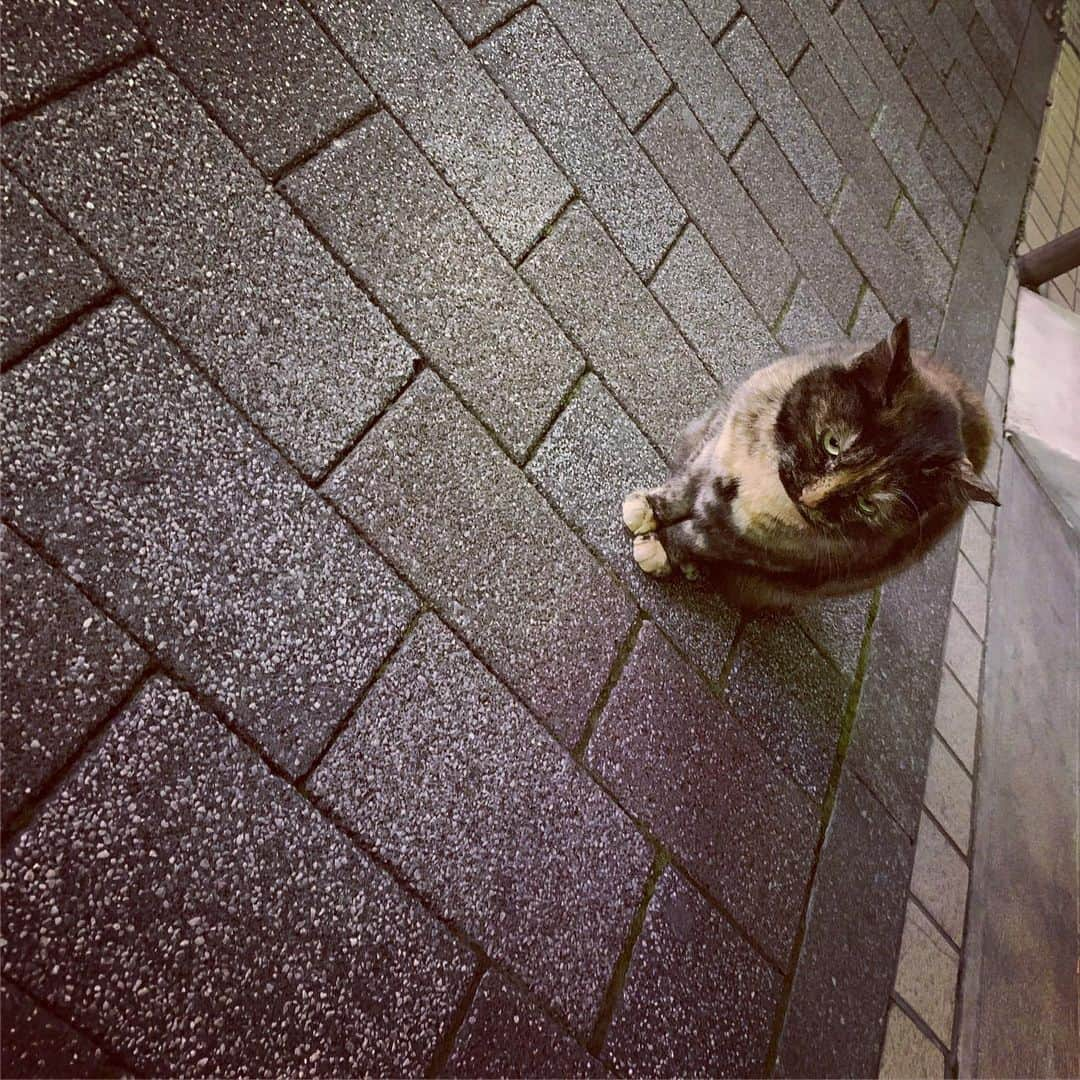 平野綾さんのインスタグラム写真 - (平野綾Instagram)「先月、母と横浜中華街に行った時の写真。﻿ ﻿ ﻿ さっきまで一生懸命LIVEのこと考えて頭使って、﻿ この時間にお腹が空いてしまって美味しいそうな写真ばっかり見て気を紛らわしています。﻿ ﻿ ……逆効果か∑(ﾟДﾟ)⁈﻿ ﻿ ﻿ お腹空いたぁ💨💨💨﻿ ﻿ ﻿ ﻿ 菜香新館﻿ 神奈川県横浜市中区山下町192﻿ ﻿ ﻿ 子供の頃から家族で行くお店↑﻿ ﻿ ﻿ ﻿ #横浜中華街 #元町中華街 #chinatown ﻿ #菜香新館  #ayahirano #平野綾  #お腹空いた …。」4月21日 23時59分 - a_ya.hirano