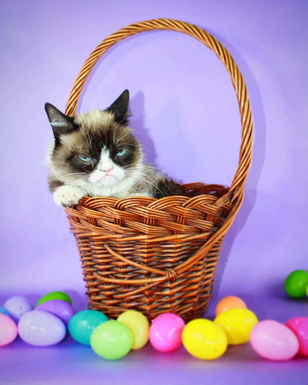 Grumpy Catさんのインスタグラム写真 - (Grumpy CatInstagram)4月22日 5時29分 - realgrumpycat