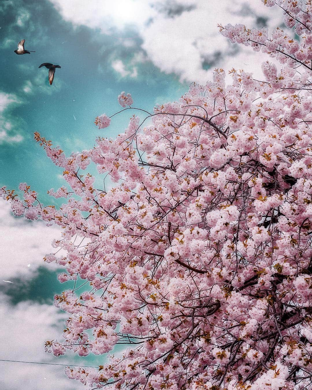 柳澤麻衣さんのインスタグラム写真 - (柳澤麻衣Instagram)「Spring pink . Have a lovely Sunday evening 🌸✨ ... 八重桜」4月22日 0時13分 - toile_blanche