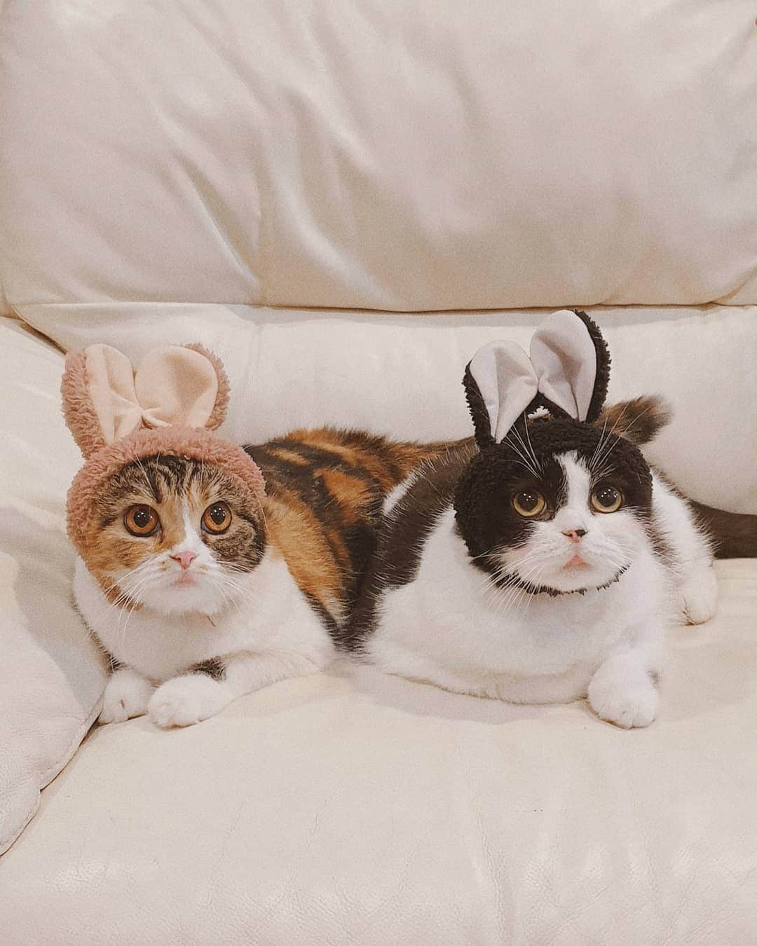 エリッサ・ヤマダのインスタグラム：「Happy Easter, everybunnyyy! From the other @jessbebes and my only bebes, @boluthecat and @miikopanda 😽🐰😽🐰💖 . #boluthecat #miikopanda #scottishfold #catsofinstagram #meowed」