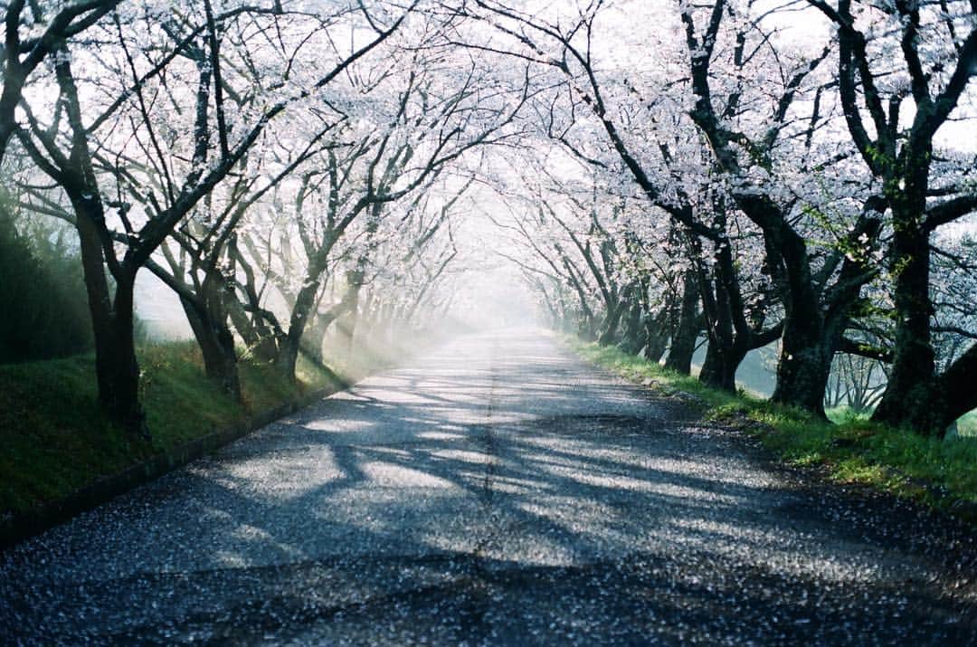 岩倉しおりさんのインスタグラム写真 - (岩倉しおりInstagram)「雨上がりの朝」4月22日 0時31分 - iwakurashiori