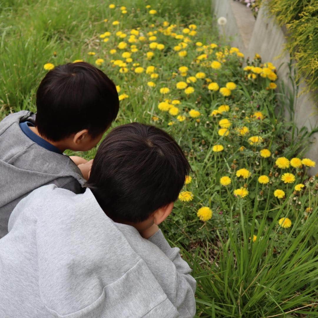二ノ宮知子さんのインスタグラム写真 - (二ノ宮知子Instagram)「息子たちと春の花を愛でる散歩へ。 草遊びしたり近所の花の名前を教えたり公園で遊んだり。昨日出た熱はマヌカハニーのおかげか、一眠りで回復したので、単身赴任から帰った日曜日のお父さんのように子供と遊びました👶」4月22日 0時40分 - tomokoninomiyaa