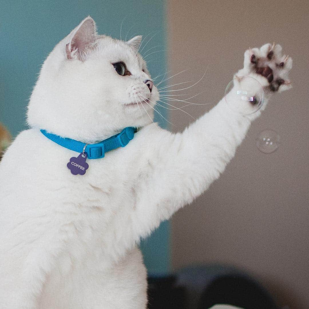 ミスター・ホワイトさんのインスタグラム写真 - (ミスター・ホワイトInstagram)「OH MEOW GOODNESS!! It’s Lend a Paw day again on Petzbe! ❤️❤️❤️ Today we donate $1 to Daisy’s Hope Foundation for each paw-photo shared on the free Petzbe app. See link in bio to download the free app to lend a paw. Together we can help animals who need us ❤️I loaf you! Kisses from me, Loaf Director of Petzbe.」4月22日 0時54分 - white_coffee_cat