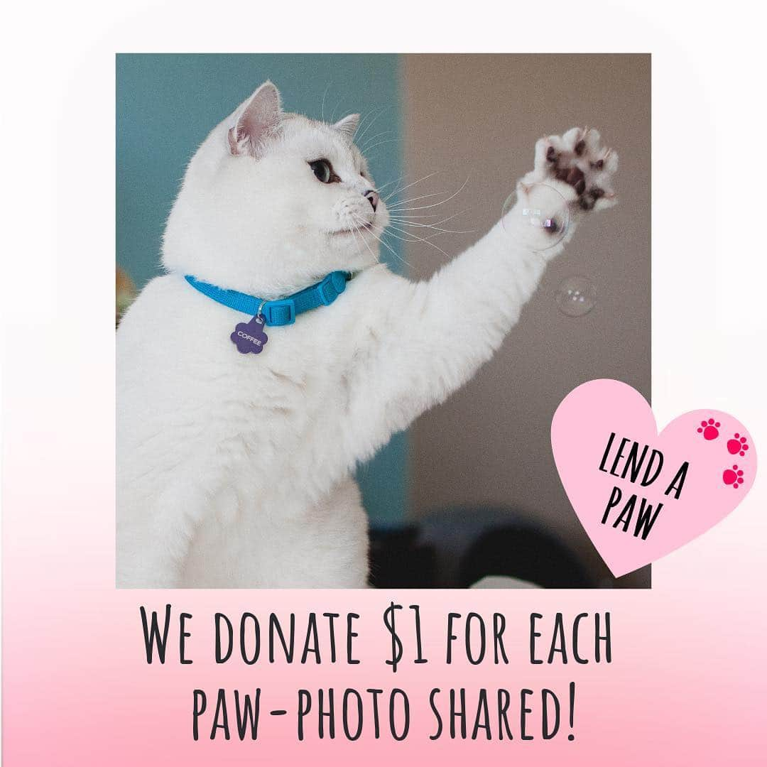 ミスター・ホワイトさんのインスタグラム写真 - (ミスター・ホワイトInstagram)「OH MEOW GOODNESS!! It’s Lend a Paw day again on Petzbe! ❤️❤️❤️ Today we donate $1 to Daisy’s Hope Foundation for each paw-photo shared on the free Petzbe app. See link in bio to download the free app to lend a paw. Together we can help animals who need us ❤️I loaf you! Kisses from me, Loaf Director of Petzbe.」4月22日 0時54分 - white_coffee_cat