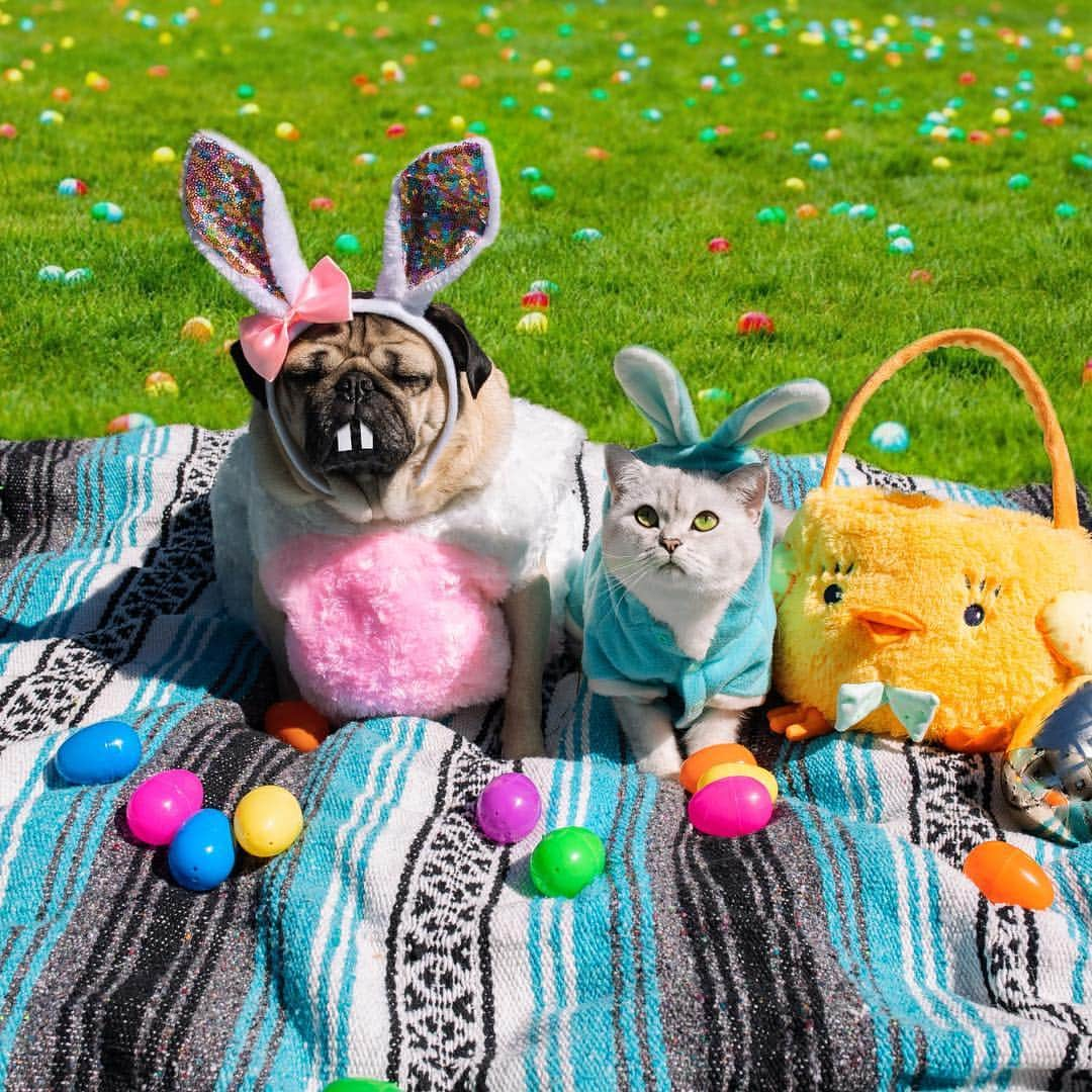 itsdougthepugさんのインスタグラム写真 - (itsdougthepugInstagram)「“When ur parents make u take photos with ur siblings on Easter” -Doug」4月22日 1時00分 - itsdougthepug