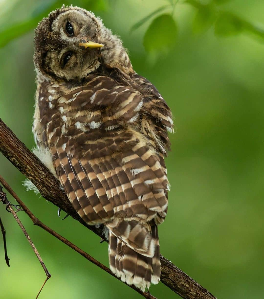 アニマルプラネットさんのインスタグラム写真 - (アニマルプラネットInstagram)「Honestly, this is the exact face I make when I'm skeptical of a situation. BEHOLD the barred owl. The bellies of these cuties are actually pink! Scientists think they get the pink coloring from a crustacean-heavy diet. . . . . . . #animalsofinstagram #animalplanet #animaloftheday #wild #wildlife #outdoors #animals #wildanimals #conservation #nature #animallovers #instanature #wildgeography #barredowl #owl #bird #birdsofig」4月22日 1時00分 - animalplanet