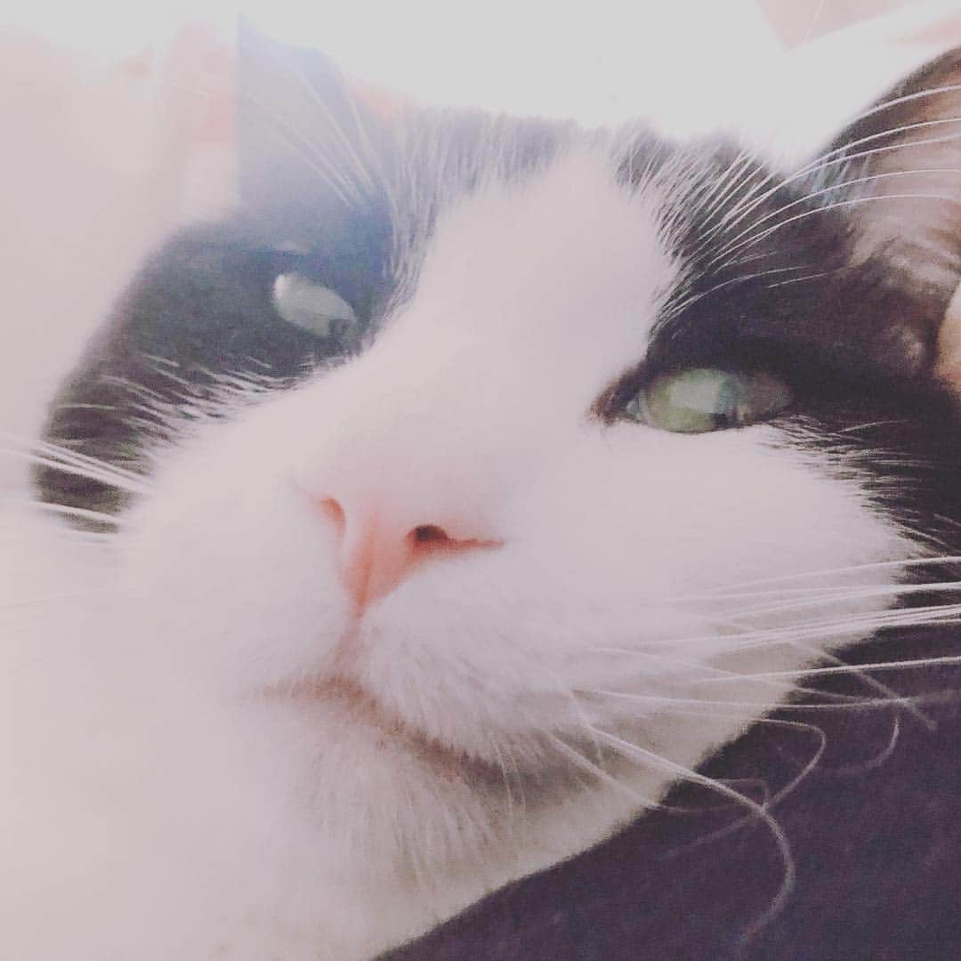 桐生真弥のインスタグラム：「#猫 #cat #catstagram  #猫の写真しか無いのか #猫の写真しか無いのだ」