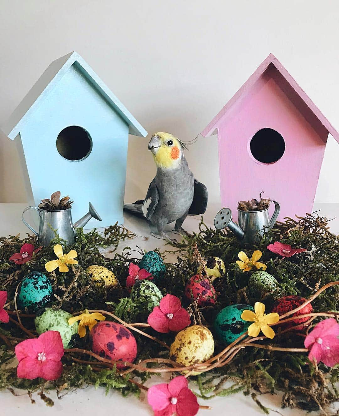 Jackさんのインスタグラム写真 - (JackInstagram)「Happy Easter my friends 🐣💕✨」4月22日 1時07分 - jackthecockatiel