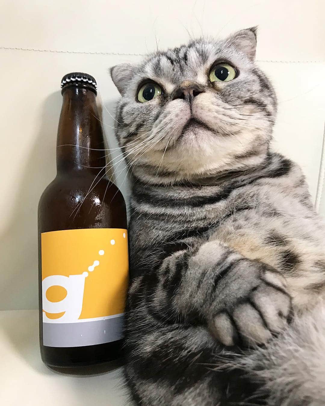 Shishi-maruのインスタグラム：「先日の中央線ビールフェスティバルで販売された限定ビール「イロノハコベ」をおすそ分け頂きました。イロノハネイルさん・ハコベさん・26Ｋブルワリーさんのコラボビールです。ししまるにも、キンキンに冷えた瓶のおすそ分け。 ーーーーーーーーーーー 📕「ぷっちねこ。」単行本発売中 📗「3匹のちいさな猫を召喚できたなら」 📘「ちいさな猫を召喚できたなら」重版出来 ーーーーーーーーーーー ⭐︎ねこ漫画を描いています→@tacos_cat 🐱公式→@chiisanacat 🌺Twitter →@taco_emonemon ーーーーーーーーーーー」