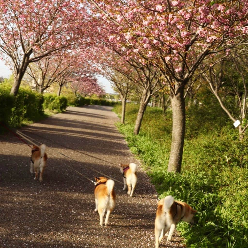 linnmamaさんのインスタグラム写真 - (linnmamaInstagram)「川沿いの桜並木🌸〜八重咲きの里桜🌸が満開〜スワイプしてね😊〜①桜🌸の遊歩道〜②恒例のプリッケツ🍑マーチ〜③里桜🌸  #柴犬#dog#柴犬凜の勇気凜々every day#shibastagram#花活」4月22日 1時29分 - linnmama