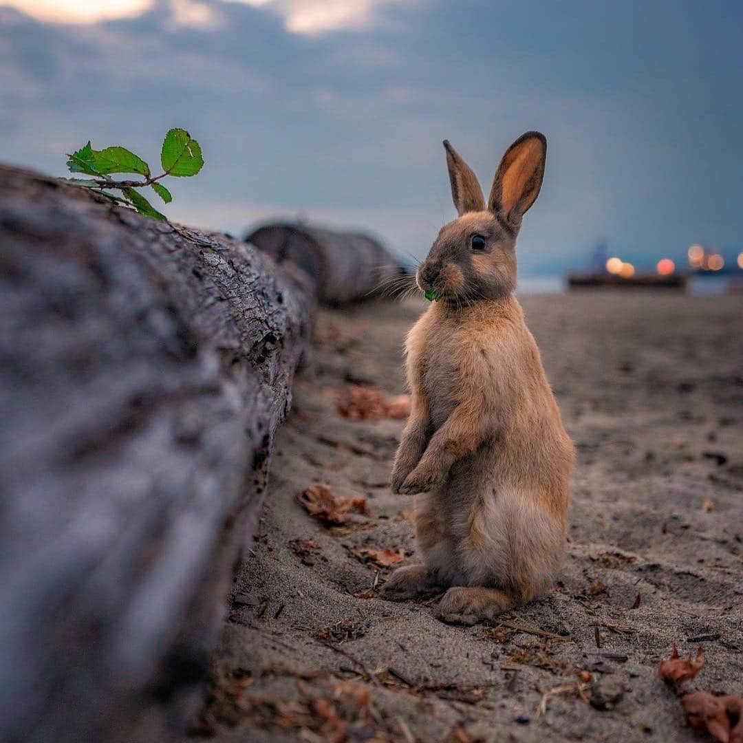 Explore Canadaさんのインスタグラム写真 - (Explore CanadaInstagram)「SPOTTED 👀! The Easter Bunny relaxing on the beach after quite the busy weekend. 🐰 #ExploreCanada 📷: @dnleeming_images 📍: Jericho Beach, @inside_vancouver, @hellobc .#MyVancouver #ExploreBC #Easter #Wildlife」4月22日 1時41分 - explorecanada