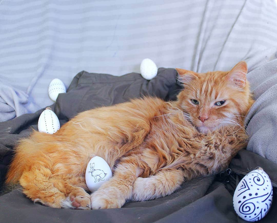 Homer Le Miaou & Nugget La Nugさんのインスタグラム写真 - (Homer Le Miaou & Nugget La NugInstagram)「Hey there... Wanna test my eggs!?!😸 #TheSexyCatBunny (Happy Easter and Passover everyone! Homer is getting better, still taking his treatment well. See his cute little hairless patch on his paw? So soft!!!) He will have an echo on the 30th, next week. The blood analysis of his pancreas should arrive on tuesday. That and the echo and we will be definitely fixed on to how to fix him forever. Thanks again to everyone who has donated because i wouldn't be able to give him the best care if i didn't have your help. We are only a few euros short on his gofundme so if you wanna help to reach the goal, it will be better than any chocolates!😉)」4月22日 1時43分 - homer_le_chat