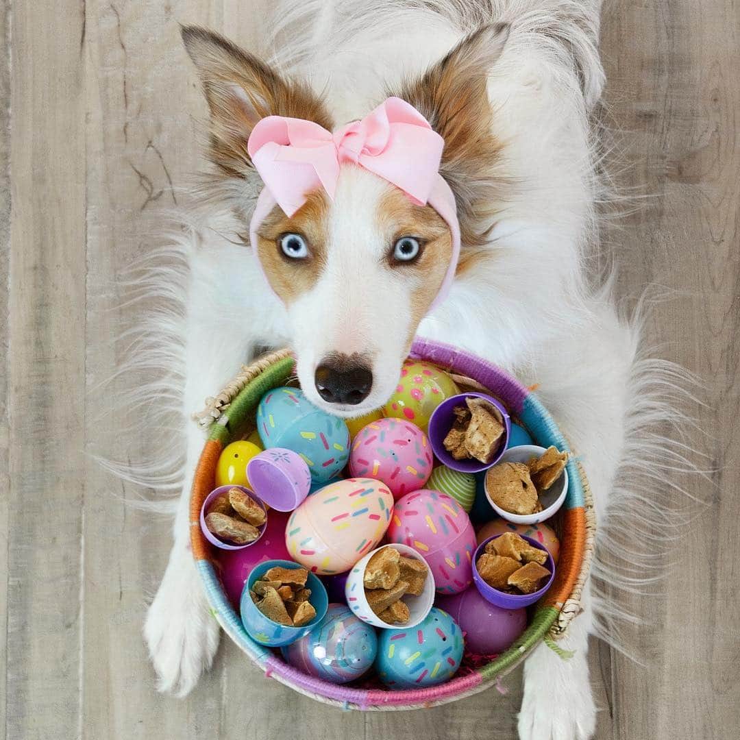 Jazzy Cooper Fostersさんのインスタグラム写真 - (Jazzy Cooper FostersInstagram)「We’ve been on a low carb diet and so has BB. No candies for her on Easter, just meat! Thanks @stellaandchewys for the lamb liver treats 🍖 #grainfreelife #sponsored #simpleingredient」4月22日 1時54分 - bordernerd