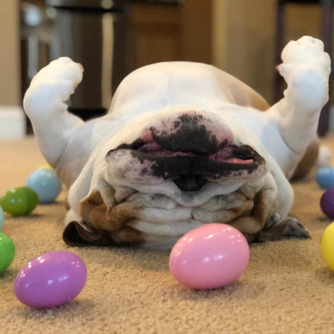 Bodhi & Butters & Bubbahさんのインスタグラム写真 - (Bodhi & Butters & BubbahInstagram)「Egg-hausted from being so #cute . . . . . #bulldog #flowers #easter #spring #dogsofinstagram #beautiful #puppy @reggieandwinston」4月22日 2時15分 - keonistuff