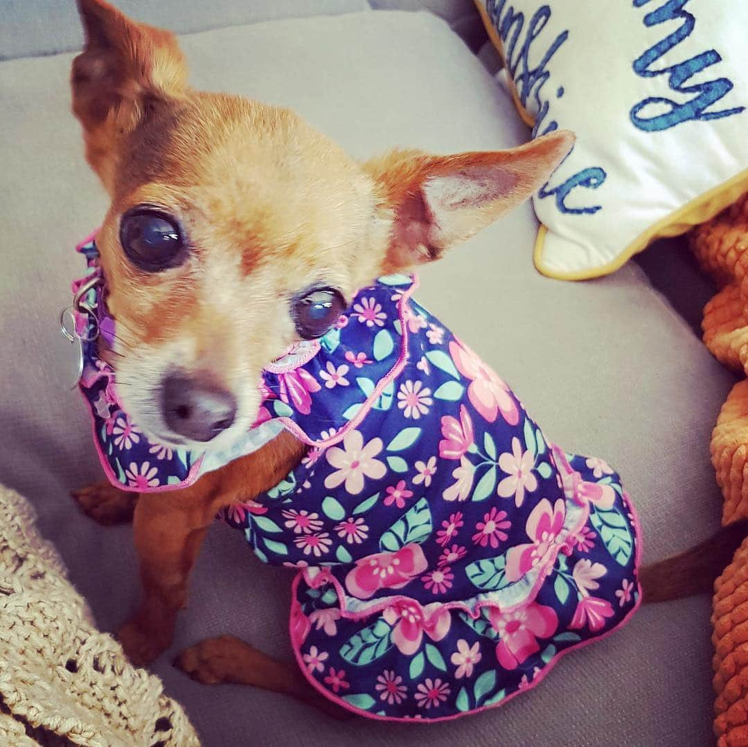 ローレン・アッシュさんのインスタグラム写真 - (ローレン・アッシュInstagram)「Peaches in her easter dress. #chihuahuasofinstagram #adoptdontshop #rescuedogsofinstagram #rescueisthebestbreed #chihuahua」4月22日 2時09分 - laurenelizabethash