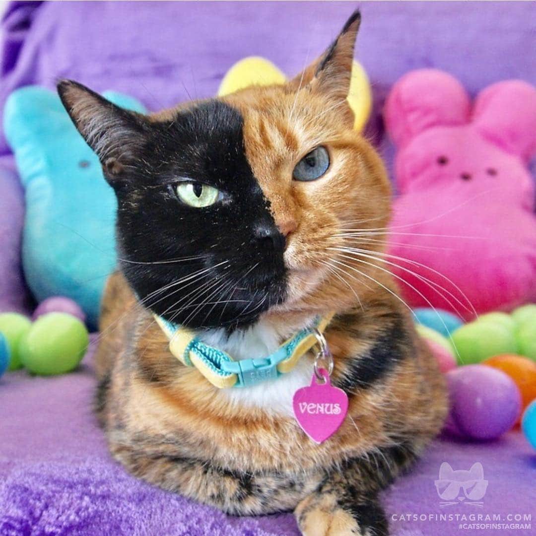 Cats of Instagramさんのインスタグラム写真 - (Cats of InstagramInstagram)「From @venustwofacecat: “Just hangin’ with my peeps!” #catsofinstagram」4月22日 2時35分 - cats_of_instagram