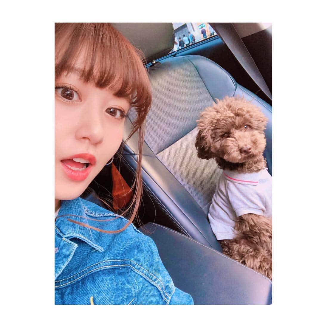 菊井彰子さんのインスタグラム写真 - (菊井彰子Instagram)「🐶🚗💓 ポンスケ、怖いのか表情が険しい🤦‍♀️」4月22日 2時48分 - yanakiku_kiku