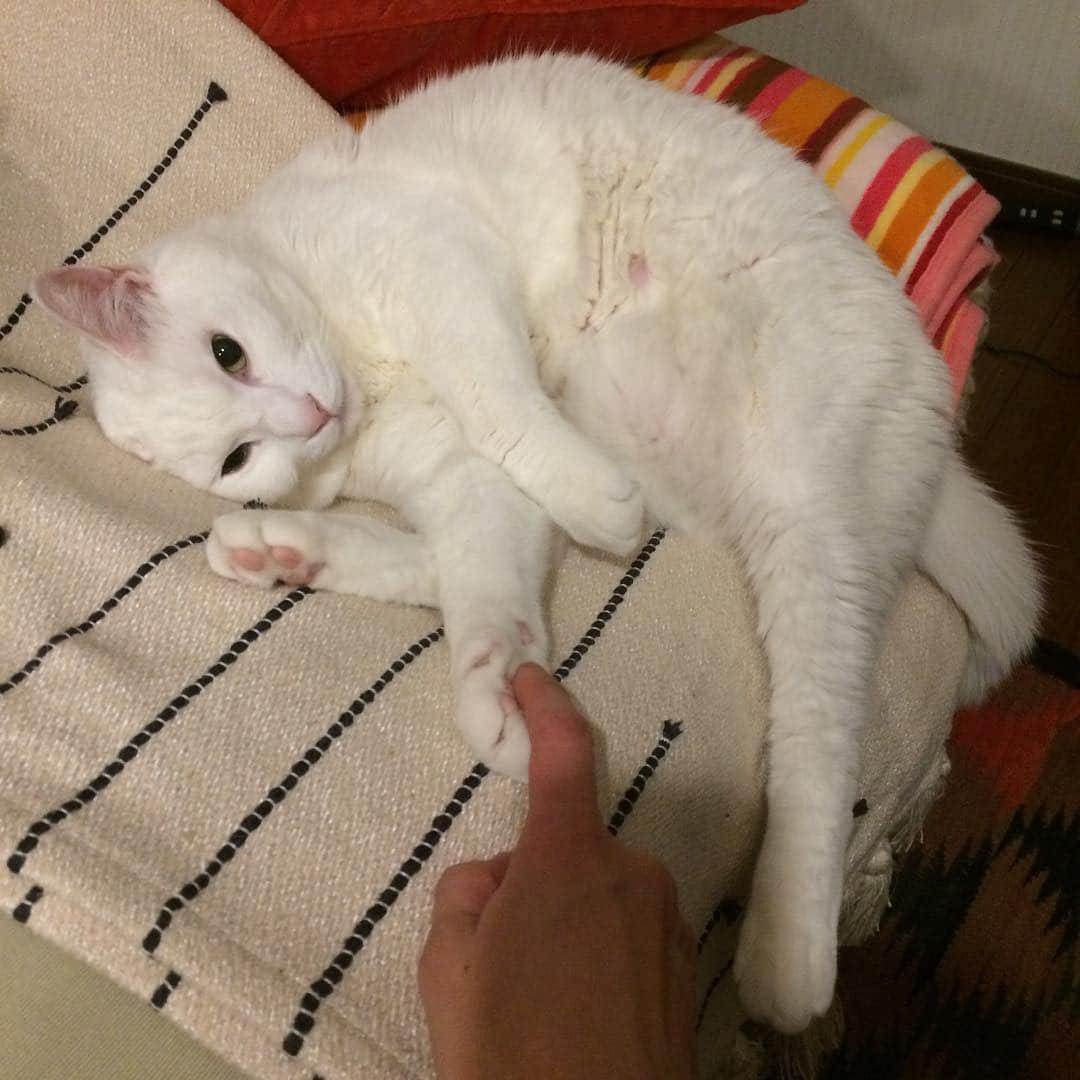岡田屋鉄蔵のインスタグラム：「プニー」