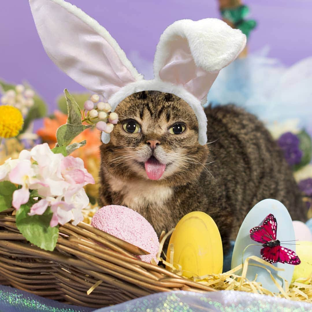 Lil BUBさんのインスタグラム写真 - (Lil BUBInstagram)「well well well if it isn't the easter bubby」4月22日 3時11分 - iamlilbub