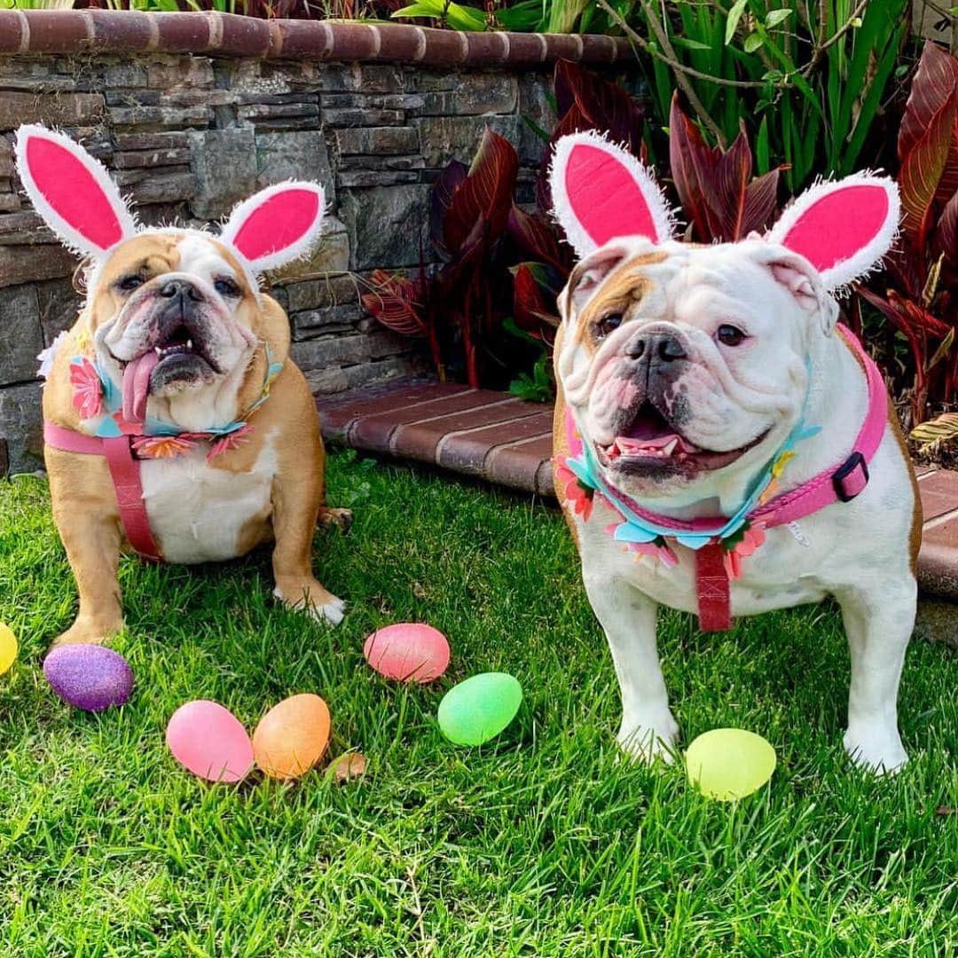 Bodhi & Butters & Bubbahさんのインスタグラム写真 - (Bodhi & Butters & BubbahInstagram)「What did the Easter bunny bring you??? . . . . . #easter #all #day #bulldog #puppy #dogsofinstagram #bestfriends #forever #pretty #girls @daisyandpearlenglishbulldogs」4月22日 3時34分 - keonistuff