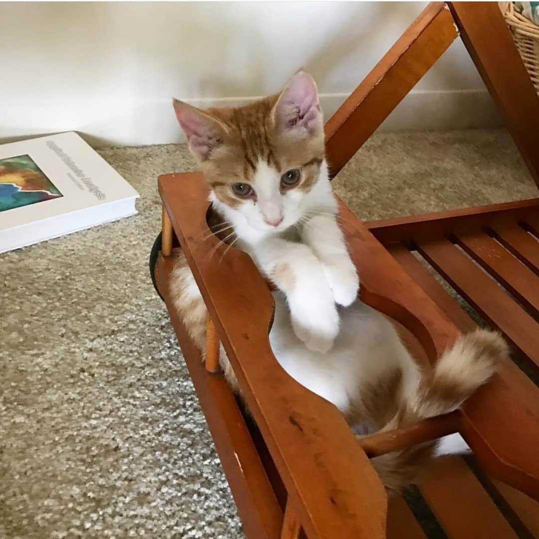 CatStockerさんのインスタグラム写真 - (CatStockerInstagram)「Hello! #catstocker is here!  Follow our FURRriend @crashthecat_  Scroll right for more pictures 👉 . . . . .  #cat #neko #mačka #chat #kočka #котка #kotek #kot #кіт #mače #кошка #кот #katze #gato #gatto #kissa #kattunge #猫 #고양이 #貓 #kedi #köttur #kissanpentu #חתול #кішка #고양이새끼 #chaton #kitty #cats」4月22日 3時35分 - catstocker