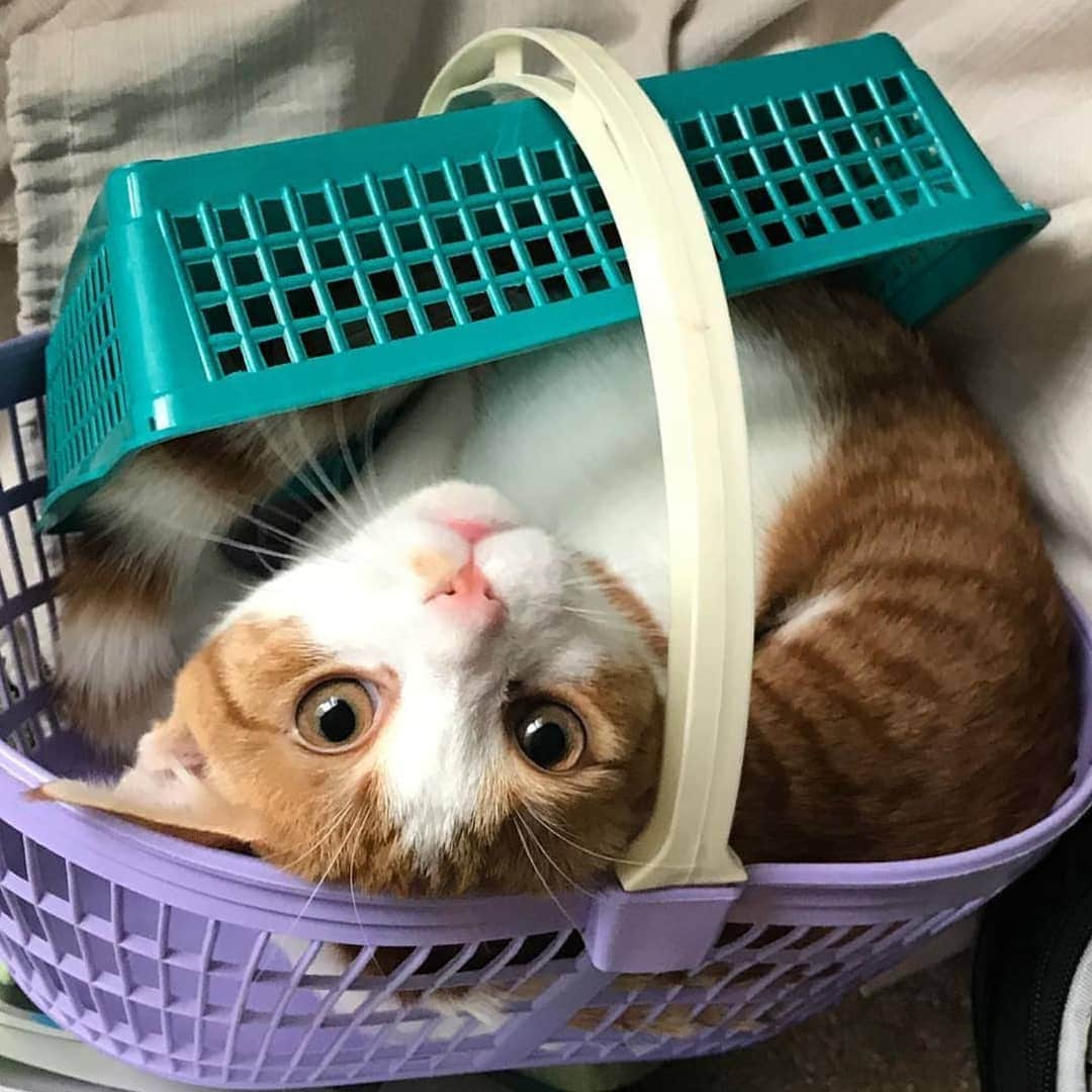 CatStockerのインスタグラム：「Hello! #catstocker is here!  Follow our FURRriend @crashthecat_  Scroll right for more pictures 👉 . . . . .  #cat #neko #mačka #chat #kočka #котка #kotek #kot #кіт #mače #кошка #кот #katze #gato #gatto #kissa #kattunge #猫 #고양이 #貓 #kedi #köttur #kissanpentu #חתול #кішка #고양이새끼 #chaton #kitty #cats」